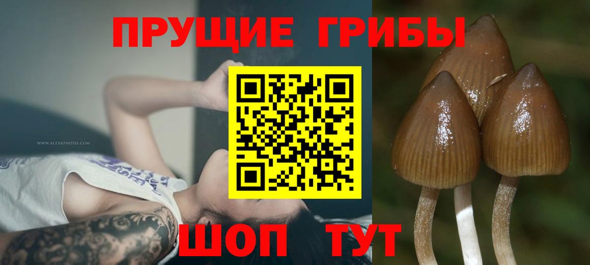 Галлюциногенные грибы MAGIC MUSHROOMS  Вход с VPN  Севастополь 